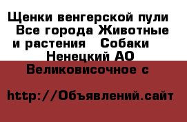 Щенки венгерской пули - Все города Животные и растения » Собаки   . Ненецкий АО,Великовисочное с.